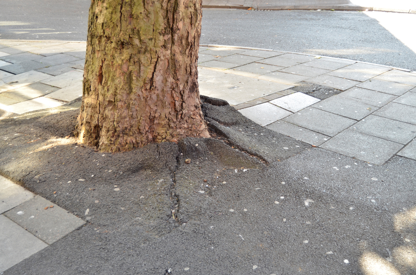 Can Tree Roots Break Through Concrete